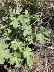 Sphaeralcea grossulariifolia