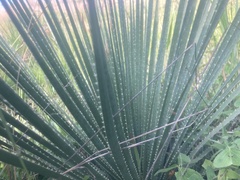 Dasylirion parryanum