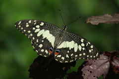 Papilio demoleus malayanus
