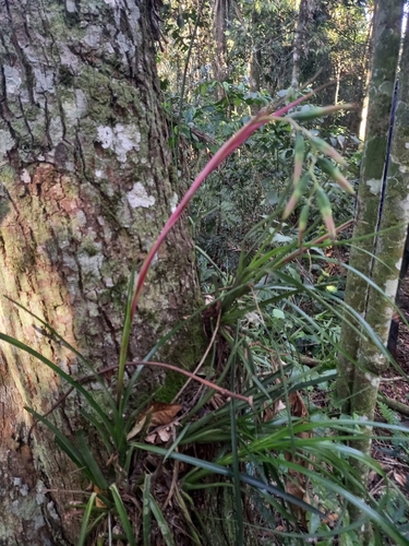 Image of Billbergia nutans by (c) Pablo Bombín, some rights reserved (CC BY)