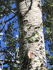 Populus