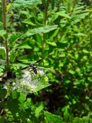 Physocephala furcillata