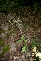Lactuca hispida