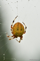 Araneus marmoreus
