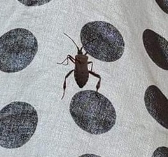 Leptoglossus clypealis