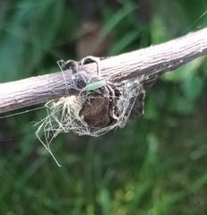 Trigonotylus caelestialium