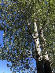 Populus