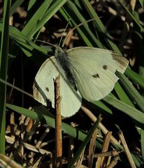 Pieris rapae