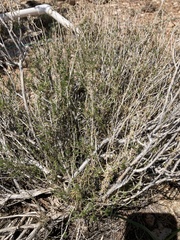 Chrysothamnus viscidiflorus