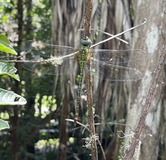 Coryphaeschna adnexa