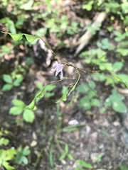 Hylodesmum nudiflorum