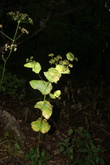 Smyrnium perfoliatum