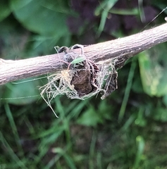 Trigonotylus caelestialium