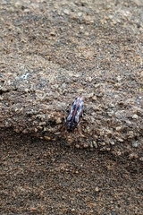 Prothalpia holmbergi