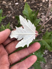 Populus