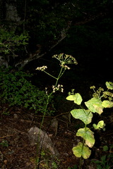 Physospermum cornubiense