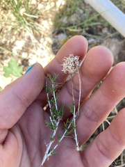 Chrysothamnus viscidiflorus