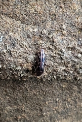 Prothalpia holmbergi