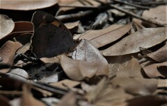 Junonia hierta cebrene