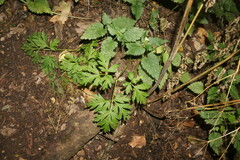 Physospermum cornubiense