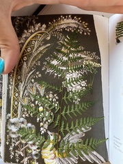 Athyrium filix-femina