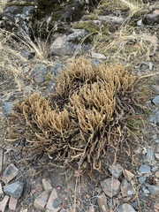 Myriopteris gracillima