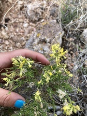 Chrysothamnus viscidiflorus