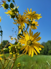 Silphium terebinthinaceum