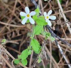 Chaenostoma hispidum