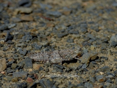 Sphingonotus caerulans