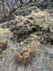 Myriopteris gracillima