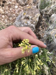 Chrysothamnus viscidiflorus