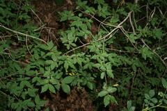 Euonymus verrucosus