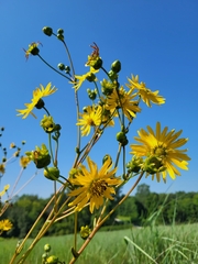 Silphium terebinthinaceum