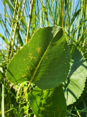 Silphium terebinthinaceum