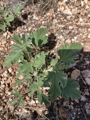 Sphaeralcea coccinea