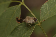 Peribalus strictus vernalis
