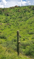 Carnegiea gigantea