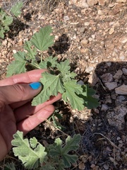 Sphaeralcea coccinea