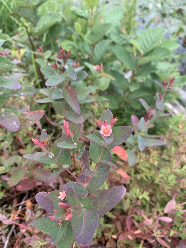 Fraser's marsh St. Johnswort (Hypericum fraseri)