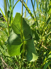 Silphium terebinthinaceum
