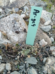 Artemisia genipi