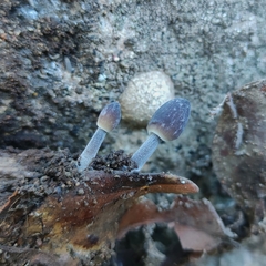 Agaricales