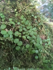 Peperomia rotundifolia
