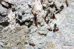 Crematogaster
