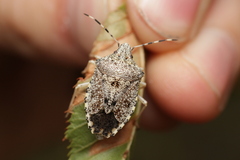 Rhaphigaster nebulosa