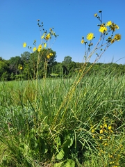 Silphium terebinthinaceum