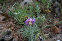 Centaurea comperana