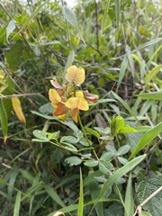 Crotalaria