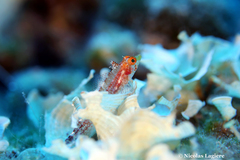 Tripterygion delaisi